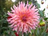 110?width=100&height=80&name=dahlia-smal