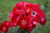 129?width=100&height=80&name=rosa-dortmu