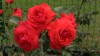 163?width=100&height=80&name=rosa-salita