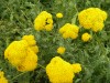 182?width=100&height=80&name=achillea-fi