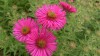 196?width=100&height=80&name=aster-novae