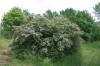 2484?width=100&height=80&name=abelia-mos