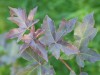2485?width=100&height=80&name=acer-campe