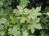 2486?width=100&height=80&name=acer-campe