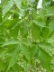 2487?width=100&height=80&name=acer-cissi