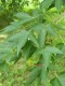2489?width=100&height=80&name=acer-miyab