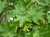 2490?width=100&height=80&name=acer-mono-