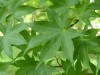 2491?width=100&height=80&name=acer-palma