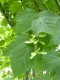 2492?width=100&height=80&name=acer-pensy