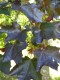 2493?width=100&height=80&name=acer-plata
