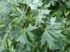 2494?width=100&height=80&name=acer-plata