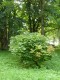 2495?width=100&height=80&name=acer-plata