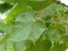 2496?width=100&height=80&name=acer-plata