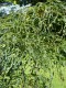 2497?width=100&height=80&name=acer-plata