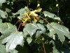 2498?width=100&height=80&name=acer-plata