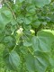 2499?width=100&height=80&name=acer-plata