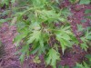 2501?width=100&height=80&name=acer-sacch