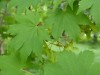 2502?width=100&height=80&name=acer-siebo