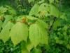 2503?width=100&height=80&name=acer-spica