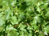 2504?width=100&height=80&name=acer-tatar