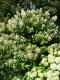 2511?width=100&height=80&name=hydrangea-