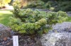 2526?width=100&height=80&name=abies-bals