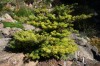 2528?width=100&height=80&name=abies-kore