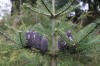 2529?width=100&height=80&name=abies-kore