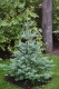 2530?width=100&height=80&name=abies-lasi