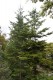 2531?width=100&height=80&name=abies-sach
