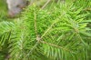 2532?width=100&height=80&name=abies-sach