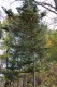 2533?width=100&height=80&name=abies-veit