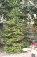 2534?width=100&height=80&name=abies-bals