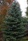 2535?width=100&height=80&name=abies-conc