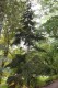 2536?width=100&height=80&name=abies-gran