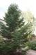 2537?width=100&height=80&name=abies-holo