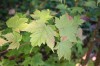 2538?width=100&height=80&name=acer-barbi