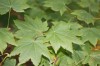 2539?width=100&height=80&name=acer-circi