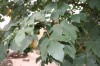 2543?width=100&height=80&name=acer-pseud