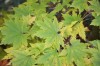 2544?width=100&height=80&name=acer-pseud