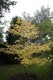 2545?width=100&height=80&name=acer-rubru