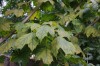 2546?width=100&height=80&name=acer-sacch
