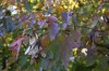 2547?width=100&height=80&name=acer-tatar