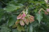 2548?width=100&height=80&name=acer-tatar