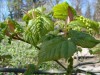 2549?width=100&height=80&name=acer-tegme