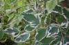 2550?width=100&height=80&name=acer-negun