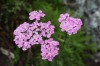 2552?width=100&height=80&name=achillea-m