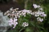 2553?width=100&height=80&name=achillea-s