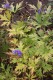 2554?width=100&height=80&name=aconitum-j