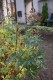 2555?width=100&height=80&name=aconitum-n